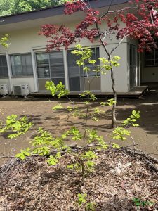 横浜市青葉区　庭　ガーデニング　ガーデンデザイン　庭リフォーム